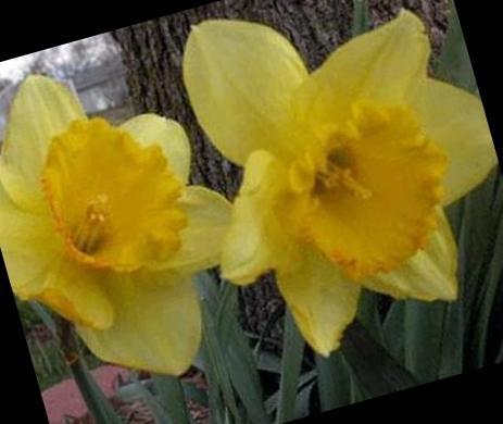 Example image cropped and rotated