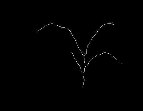 Skeletonized plant image (plant_binary-skeleton.png)