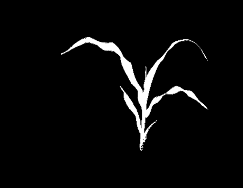 Example binary image of a plant (plant_binary.png)